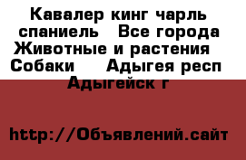 Кавалер кинг чарль спаниель - Все города Животные и растения » Собаки   . Адыгея респ.,Адыгейск г.